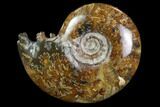 Polished, Agatized Ammonite (Cleoniceras) - Madagascar #97323-1